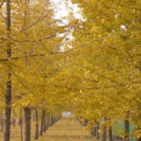 低價處理自家苗木銀杏15-25CM,國槐10-20cm,法桐