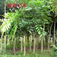 綠化苗木桃花心木-基地綠化苗木桃花心木