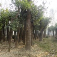 供應(yīng)大規(guī)格國槐、白蠟、合歡、女貞、皂角