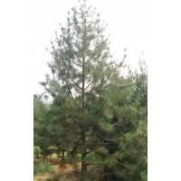 山西白皮松，油松，國(guó)槐，刺槐，速生楊，皂角