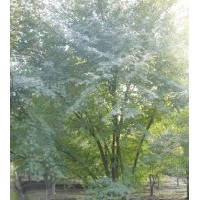 超低價出售中大規(guī)格原生雞爪槭