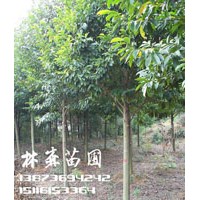 10公分樂昌含笑價(jià)格