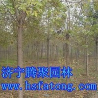 供9一15公分定干白蠟,10一20定干造型法桐