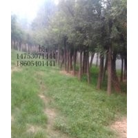 國槐價格，苗圃國槐樹8-40公分