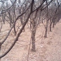供應占地杏樹3公分杏樹5公分杏樹綠化杏樹