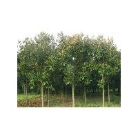 大廣玉蘭報價、廣玉蘭價格、南京滬寧苗木園藝場