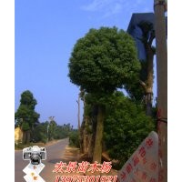 批發(fā)跳馬多頭香樟苗圃，湖南多頭香樟基地