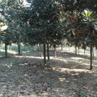 廣玉蘭價(jià)格廣玉蘭苗圃廣玉蘭基地大降價(jià)