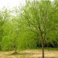 2012垂柳價格 垂柳小苗價格 速生柳價格