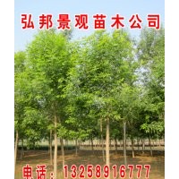 白蠟、速生白蠟2號(hào)、耐鹽堿檉柳、國(guó)槐