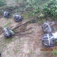 南方紅豆杉綠化苗木地徑3-10公分