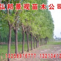 山東濱州特供:8-50公分山東白蠟/國槐、榆樹、柳樹