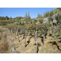 供應(yīng)玉蘭、黃櫨、五角楓