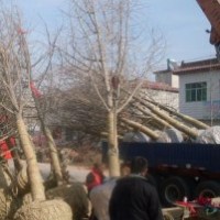 山東銀杏、15cm-25cm銀杏價格