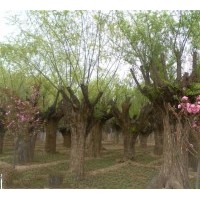 10-18公分旱柳采購商的福音10公分垂柳價格