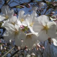 低價(jià)出售櫻花！