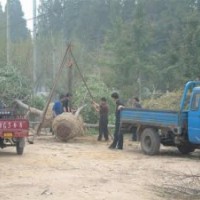 貴州合歡價(jià)格國(guó)槐8公分國(guó)槐價(jià)格