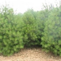 批發(fā)白皮松小苗