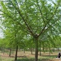 江西國(guó)槐價(jià)格種苗價(jià)格合歡10分價(jià)格