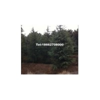 低價供應，香樟，雪松，油松，廣玉蘭