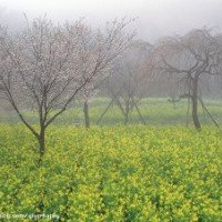 長期供應火棘、紅葉石楠、櫻花等苗木