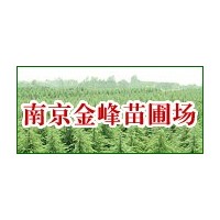 【南京雪松基地】雪松價(jià)格|廣玉蘭價(jià)格|女貞價(jià)格|
