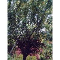 供應(yīng)南京櫻花價格 南京苗圃櫻花價錢 南京櫻花樹南京櫻花種植基地