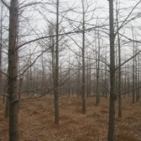 山東金蘭銀杏園藝有限公司占據(jù)銀杏樹基地之優(yōu)勢，可為您提供