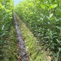 福建永春四季尖葉桂