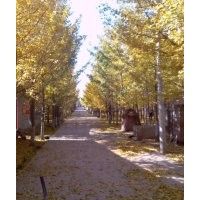 邳州旭東銀杏最新價格