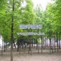 各種規(guī)格極品水杉