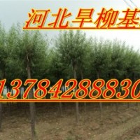 保定饅頭柳、饅頭柳價(jià)格