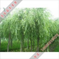 泓遠(yuǎn)供應(yīng)的優(yōu)質(zhì)垂柳