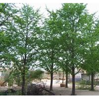 18公分銀杏樹(shù)價(jià)格