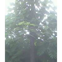 楸樹，梓樹小苗 大葉女貞