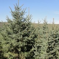 供應(yīng)優(yōu)良園林 道路綠化工程用2米以上云杉