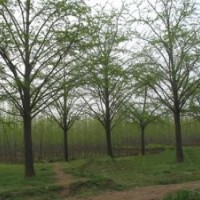 銀杏樹價(jià)格2012