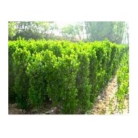 供應(yīng)北海道黃楊