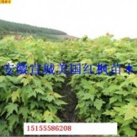 美國紅楓小苗價(jià)低