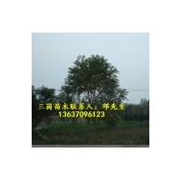 供應(yīng)烏桕樹小苗，2公分烏桕，3公分烏桕，4公分烏桕，5公分烏桕，