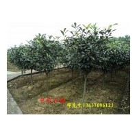 供應(yīng)中華石楠小苗，2公分中華石楠，3公分中華石楠，4公分中華石