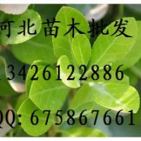 冬青批發(fā) 冬青基地 冬青價格 冬青哪里便宜 大量出售冬青 優(yōu)質(zhì)冬