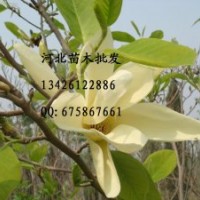 水杉批發(fā) 大量供應水杉 水杉哪里便宜 水杉 水杉價格 水杉基地 優(yōu)