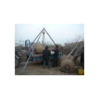 國(guó)槐種植基地新生國(guó)槐苗木