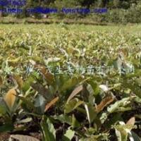 厚樸苗及厚樸種子圖片