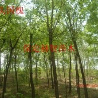 河北國(guó)槐基地