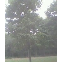 8--15公分楸樹，欒樹，大葉女貞