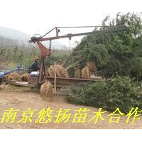 南京悠揚苗木合作社雪松廣玉蘭，蜀檜龍柏，垂柳紅葉石楠