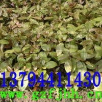 楠木苗 金絲楠木苗 金絲楠苗 金絲楠木種子