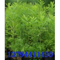 檀香種苗,檀香樹(shù),印度檀香,印度檀香苗,檀香苗,柚木苗,柚木袋苗,